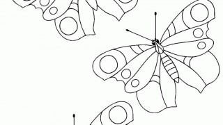 Motyle i gąsienice :: 4